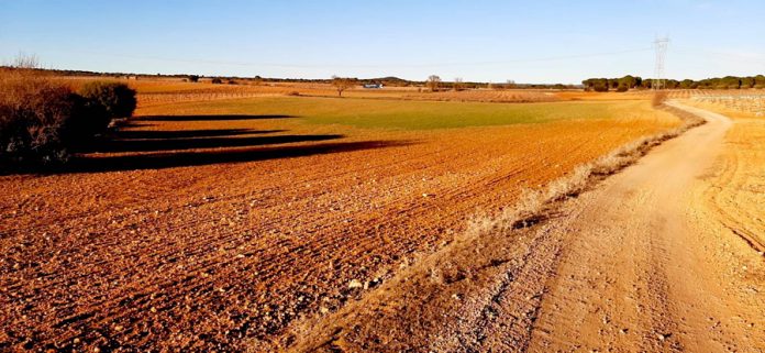 plaga conejos daños cultivos