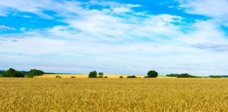 ¿Cómo han recogido las lonjas nacionales la continuidad del acuerdo de exportación de grano ucraniano? Cereales Ucrania