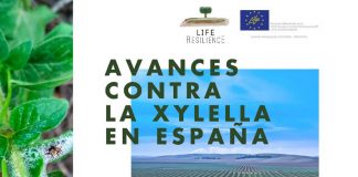 Nuevas variedades resistentes o estrategias de riego para combatir la Xylella en olivar y almendro