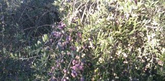 Las magníficas salidas de aceite harán que se venda todo el aceite de oliva de esta campaña aceituna olivo