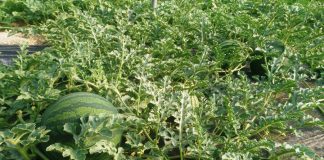 La falta de agua y los costes reducen la superficie de sandía sandías