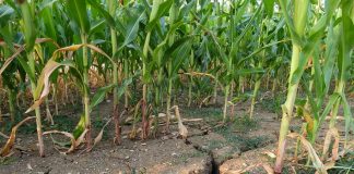 La sequía asfixia ya al 60 por ciento del campo español y produce pérdidas en 3,5 millones de hectáreas de cereales de secano sequía