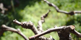 ¿En qué consiste la poda de respeto del viñedo? poda del viñedo