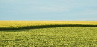 La agricultura familiar se reivindica como el mejor modelo para producir alimentos garantizando la sostenibilidad suelos