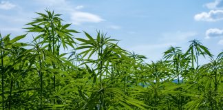 El cultivo del cáñamo industrial, en auge en España cañamo