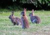 Desde Extremadura también piden medidas contra los daños de los conejos a los cultivos sobrepoblación de conejos