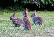 Desde Extremadura también piden medidas contra los daños de los conejos a los cultivos sobrepoblación de conejos