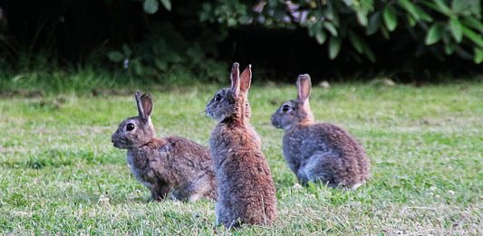 sobrepoblación de conejos