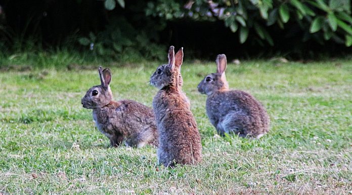 Desde Extremadura también piden medidas contra los daños de los conejos a los cultivos sobrepoblación de conejos