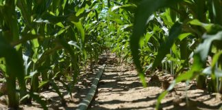 Extremadura envía a la Confederación Hidrográfica del Guadiana propuesta de utilización del agua por cultivos en caso de sequía hidrológica sequía