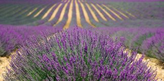 Castilla-La Mancha busca nuevas alternativas y mejoras para los cultivos de plantas aromáticas lavanda