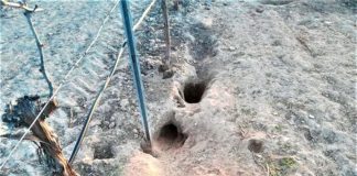 Alerta de la situación crítica de los cultivos herbáceos por la sequía y los ataques de fauna silvestre