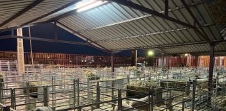 Un semental de raza manchega alcanza los 2.130 euros en Manzanares