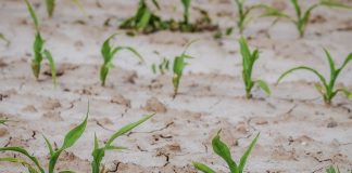 Cooperativas agrícolas no ven “ni gota de optimismo” en las cosechas españolas, por la sequía sequía