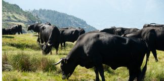 El Gobierno apela al esfuerzo productivo y sanitario de la ganadería para abrir mercados vacas