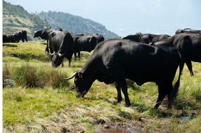 vacas