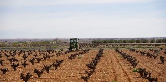 Castilla-La Mancha publica las bases de la próxima reestructuración de viñedo viñas