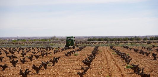 viñas