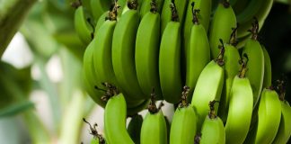 El cultivo del plátano: Época de siembra, crecimiento, abono, riego, plagas y enfermedades