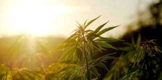 La UE aumenta el contenido máximo de THC de las semillas de cáñamo y los productos derivados