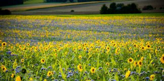 España produce menos girasol de lo previsto y los precios internacionales aumentan campo girasol