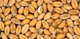 El fin del acuerdo del cereal apenas impactará en los precios mundiales a corto plazo cereal