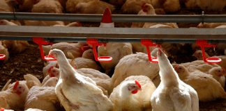 Denuncia que las explotaciones avícolas familiares están “al borde del cierre” granja gallinas