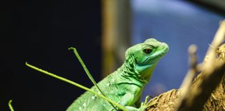 ¿Qué animales están prohibidos como mascotas en España? iguana
