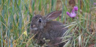Iberconejo, un proyecto para optimizar la gestión del conejo en la península ibérica
