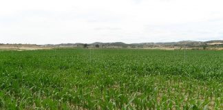 Pide “libertad” para sembrar el maíz que cada agricultor decida campo cereal verde