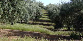 Magnífico ritmo de ventas de aceite de oliva, y a un precio razonable olivar aceituna