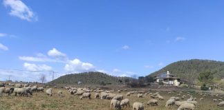 Detectan lengua azul en dos explotaciones ovinas de la provincia de Ciudad Real ovejas