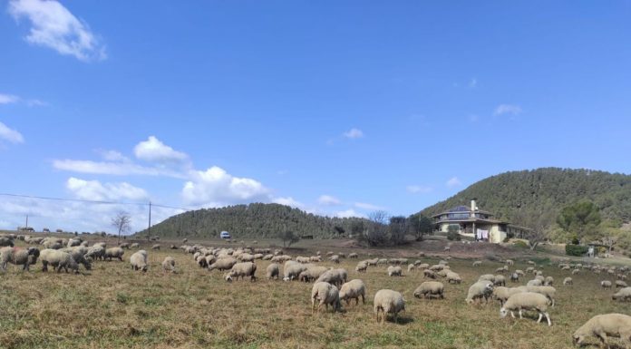 Detectan lengua azul en dos explotaciones ovinas de la provincia de Ciudad Real ovejas