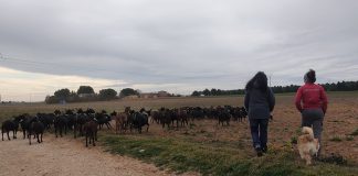 Gucci, Yves Saint Laurent o Balenciaga apoyarán el pastoreo en la península ibérica