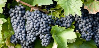La uva tempranillo desbanca a la airén como la principal variedad de vinificación plantada en España uva tempranillo