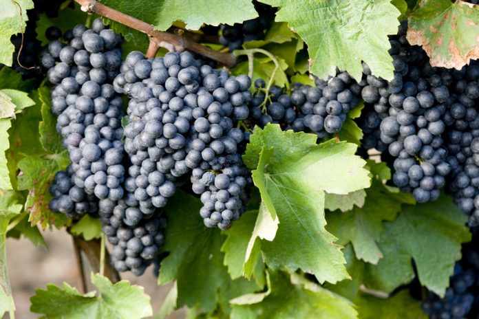 uva tempranillo