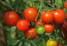 Aprobado el “etiquetado trampa” para los productos provenientes de Marruecos tomates