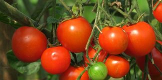 Advierten que la importación descontrolada de tomate de Marruecos amenaza la producción europea tomates