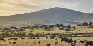 Los organizadores de la manifestación del 20-M hacen un llamamiento a la participación de toda la sociedad