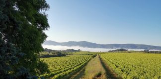 Un sistema de riego analiza el estado de cada planta para evitar el desperdicio de agua viña