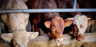 Fabricantes de pienso optan por la nutrición de supervivencia para salvar animales ganado