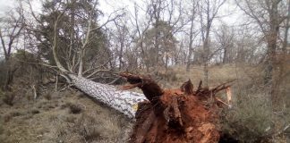 El fuerte viento arranca árboles de cuajo en la provincia de Cuenca