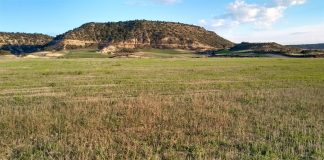 España no aplicará en la campaña 2023 la norma de rotación de tierras de cultivo barbecho