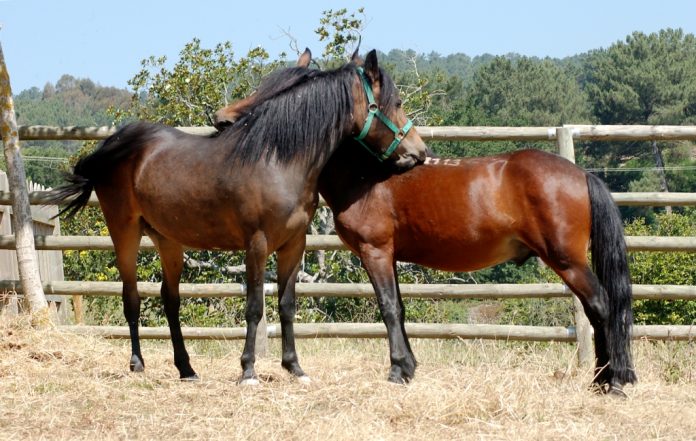 caballopurarazagallego06_tcm30-520819(1)