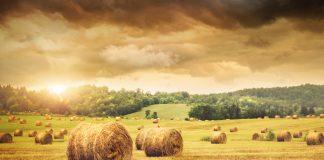 Los agricultores que cultiven barbechos esta campaña deberán declarar los recintos en la PAC barbecho