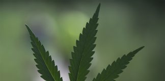 El cáñamo industrial, una oportunidad de diversificación para las cooperativas