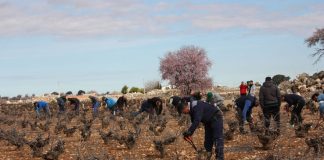 ¿Quién ha ganado el Concurso Regional de Poda de Viñedo en Vaso de Miguel Esteban (Toledo)?