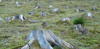 Soluciones a la deforestación