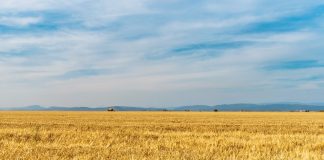 Portugal tendrá una de las peores cosechas de cereal de su historia campo cereales