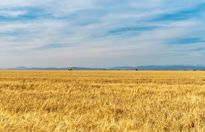 campo cereales